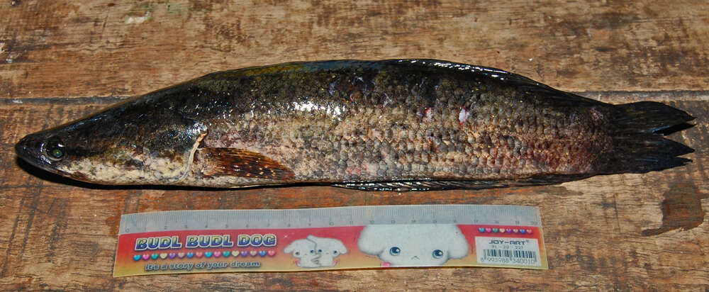 Image of Forest Snakehead