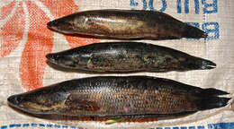 Image of Forest Snakehead