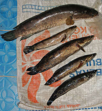 Image of Asian Snakehead