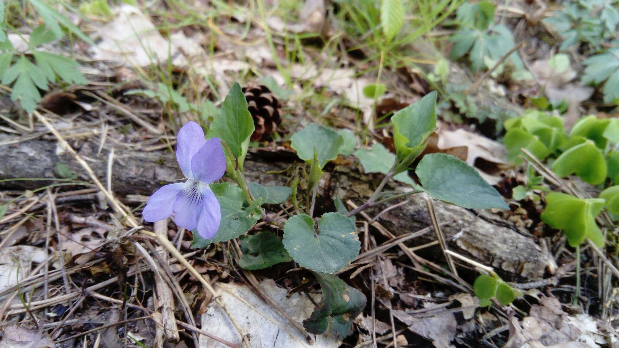 Image of dog violet