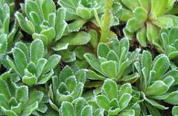 Image of Livelong Saxifrage