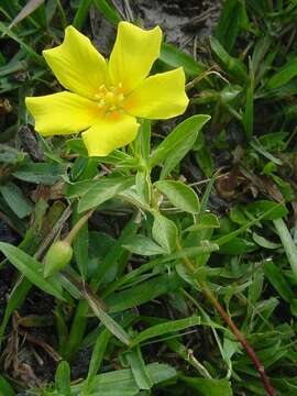 Image of floating primrose-willow