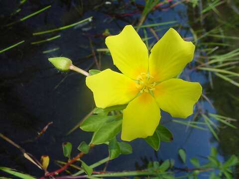 Image of floating primrose-willow