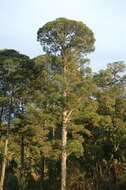 Image of Herrera's Pine