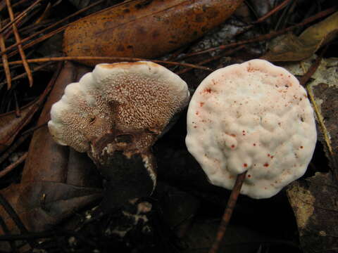 Image of Hydnellum peckii Banker 1912