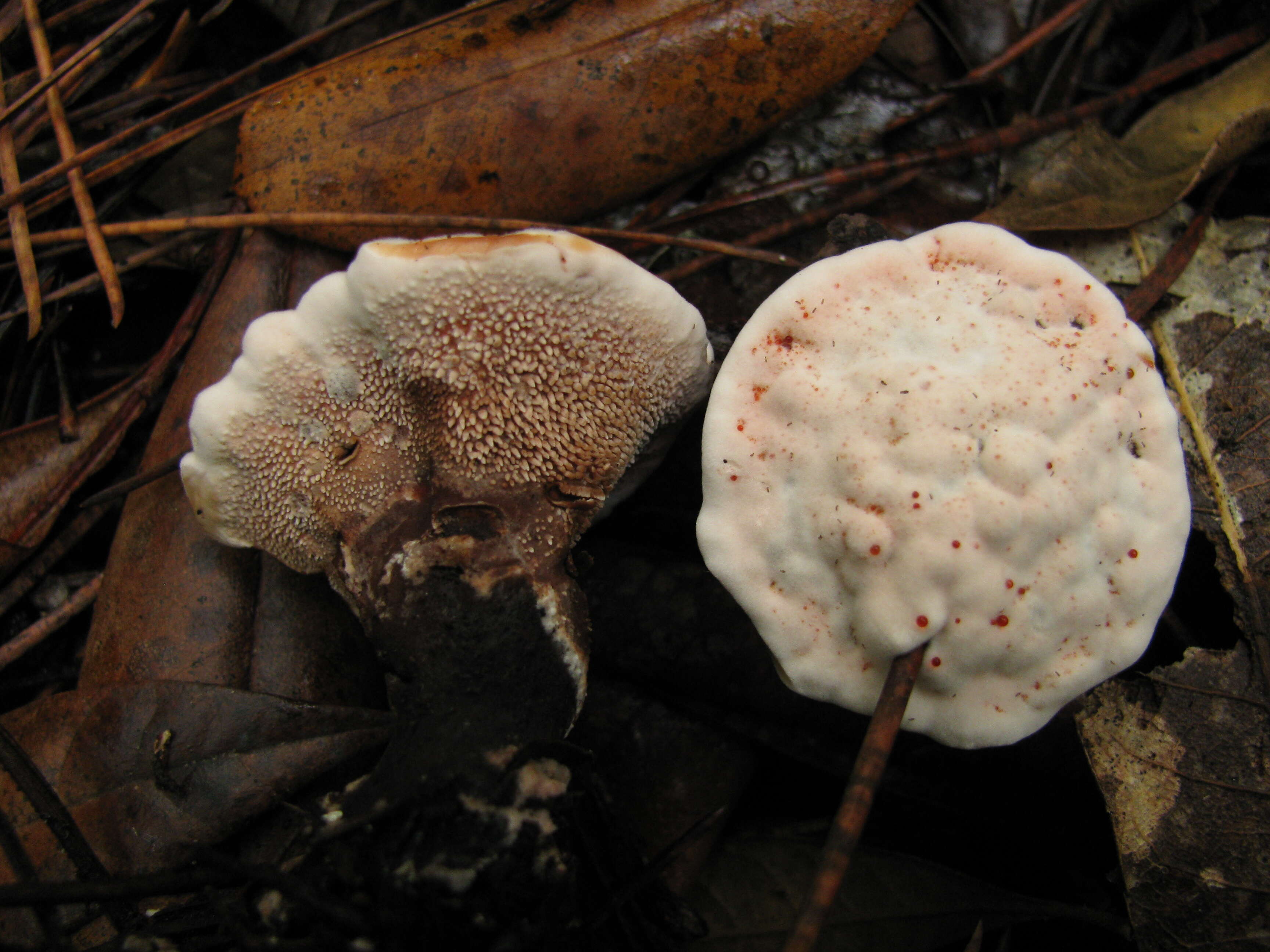 Image of Hydnellum peckii Banker 1912