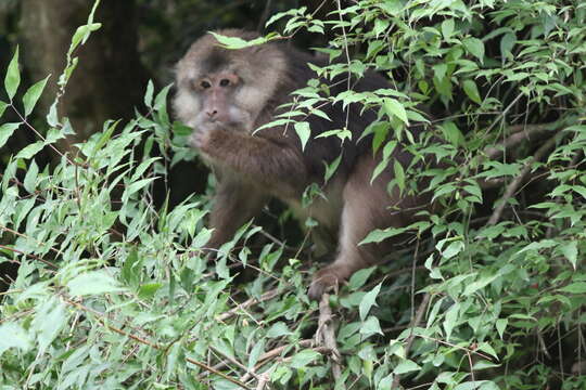 Image of Milne-Edwards’s Macaque