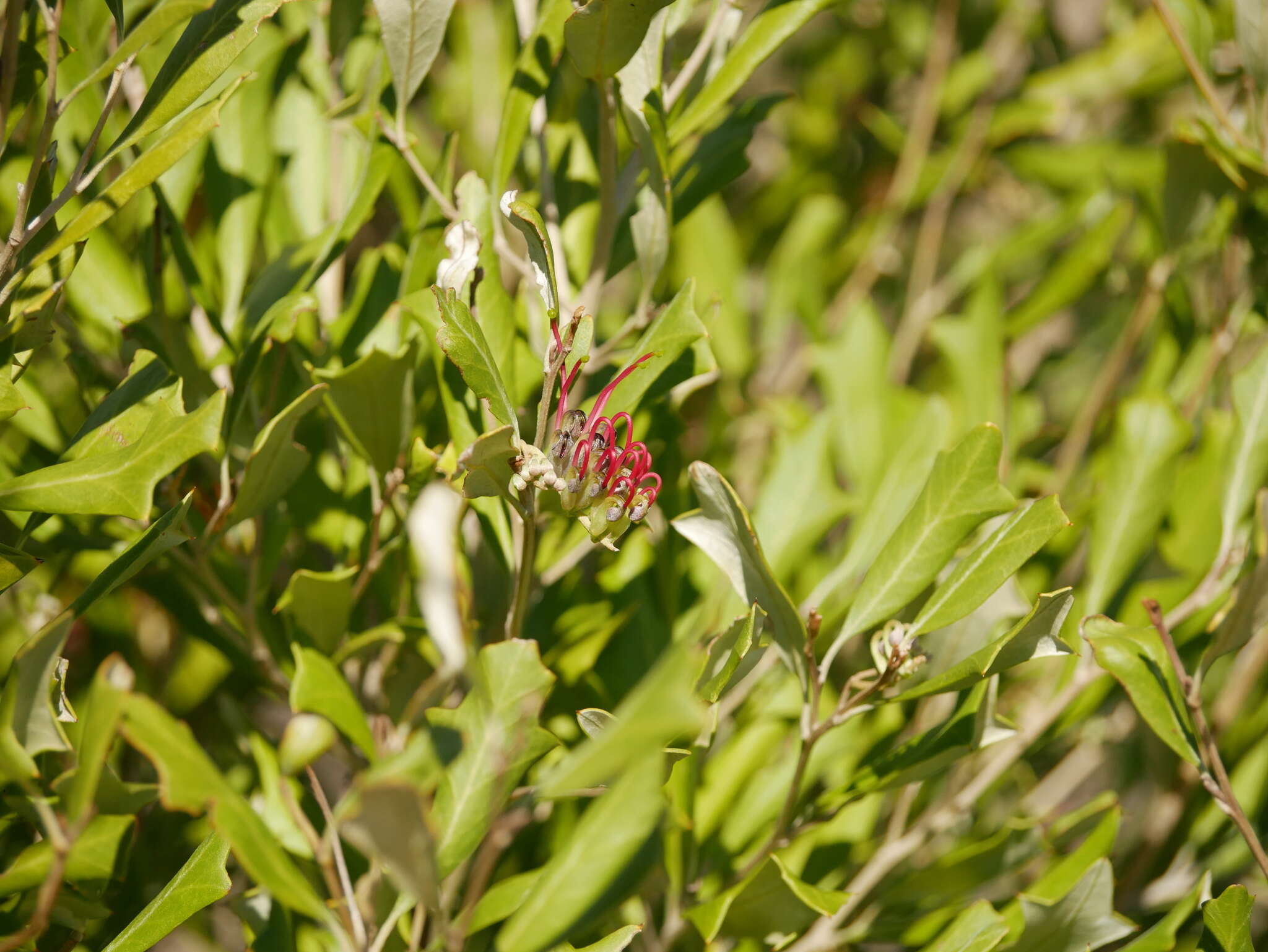 Image of Grevillea ilicifolia subsp. ilicifolia