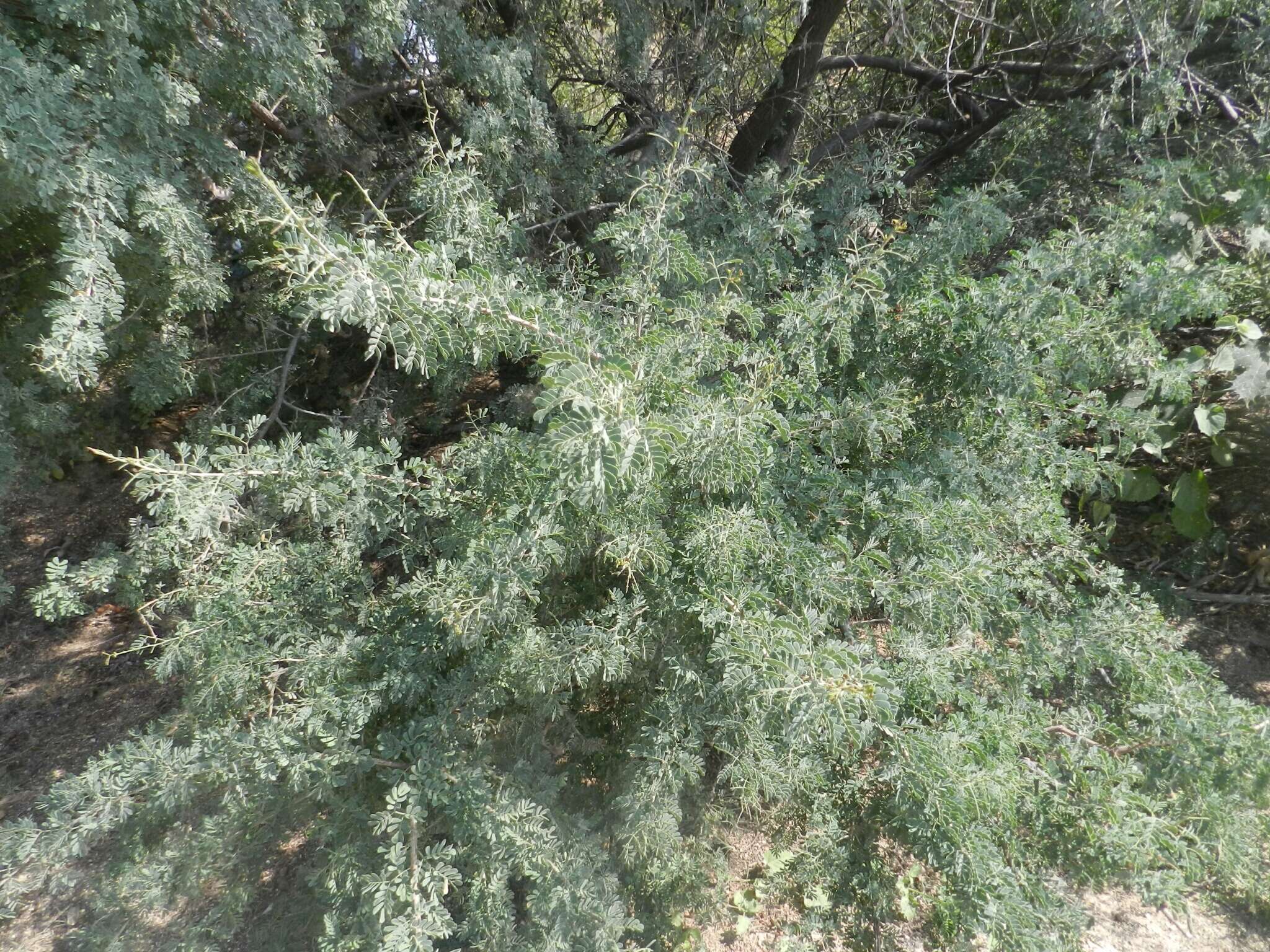 Image of Senegalia peninsularis Britton & Rose