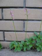 Image of Ceylon spinach