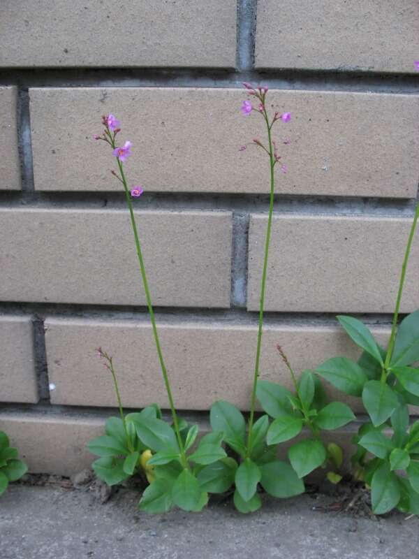 Image of Ceylon spinach