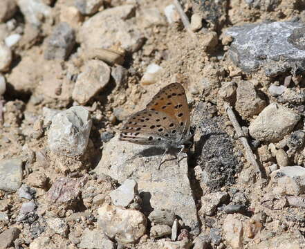 Image of <i>Lycaena ophion</i>