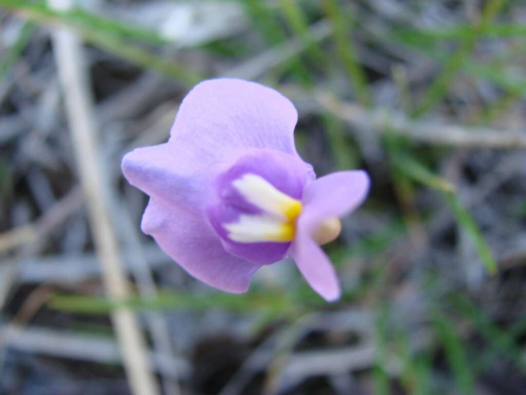 Image of Utricularia tricolor A. St. Hil.
