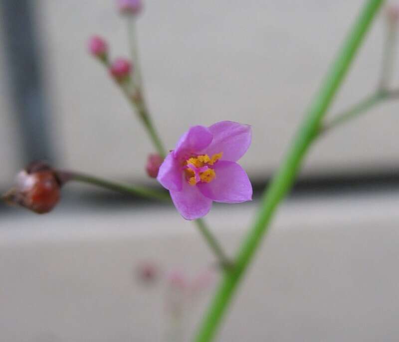 Image of Ceylon spinach