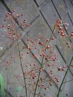 Image of Ceylon spinach