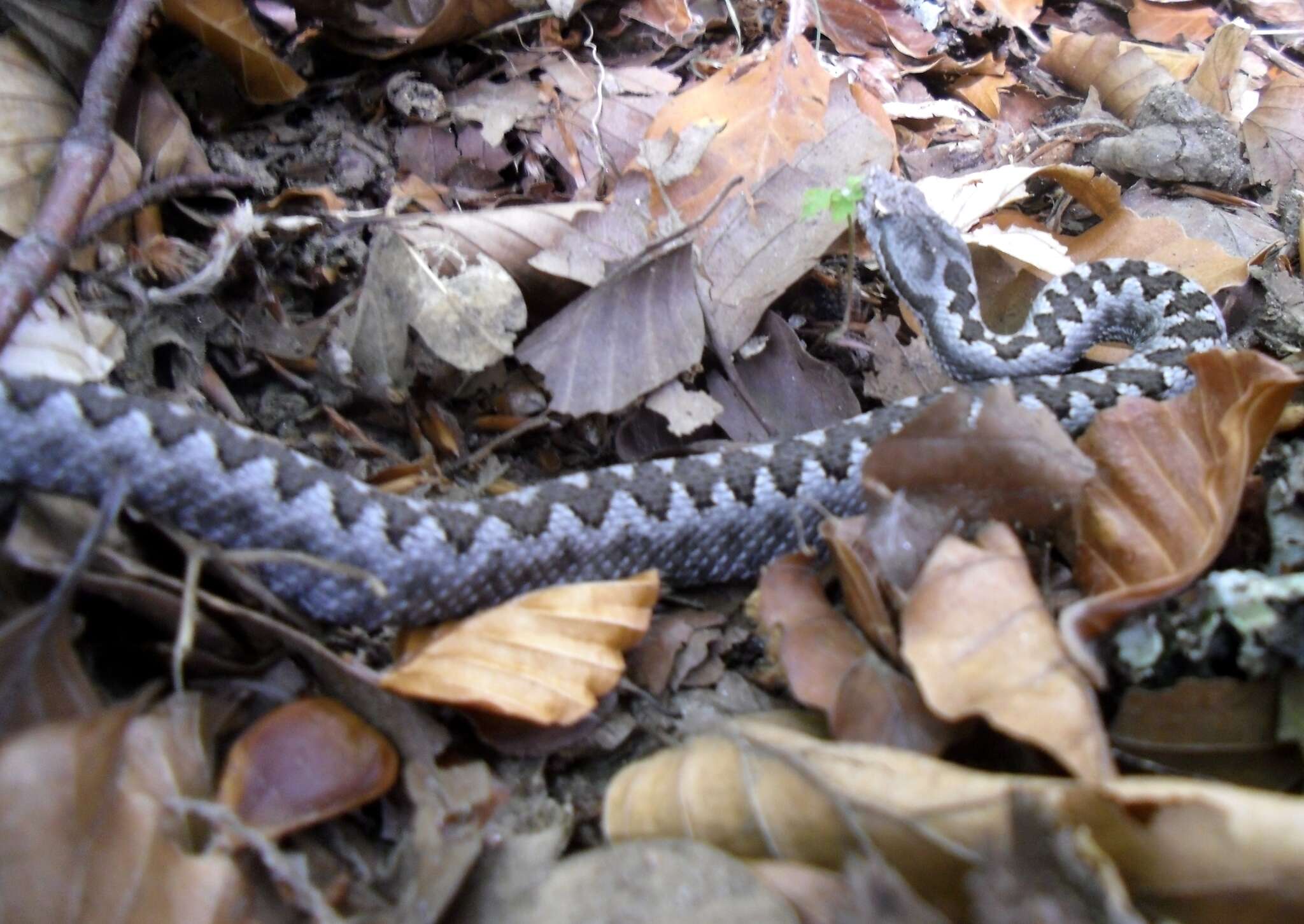 صورة Vipera latastei Bosca 1878