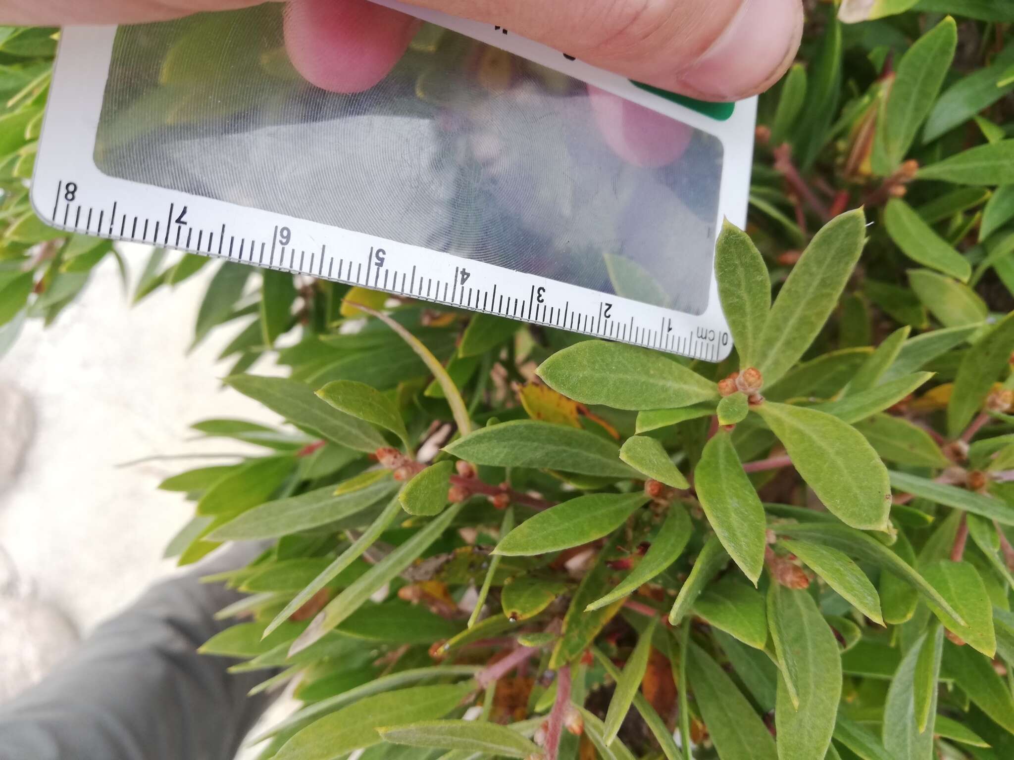 Image of Hakea oleifolia (Sm.) R. Br.