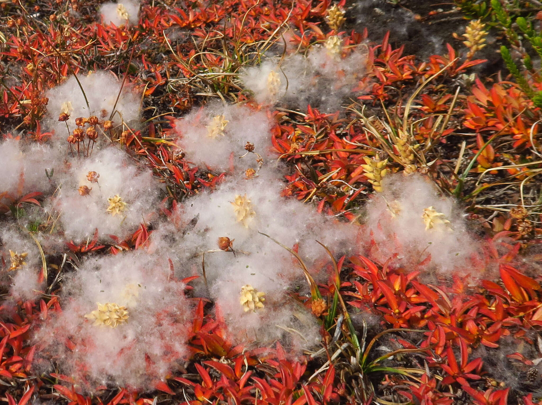 Salix cascadensis Cockerell的圖片