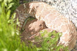 Image of Crotalus ruber ruber Cope 1892