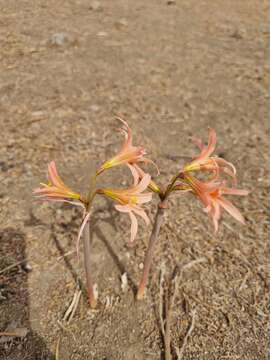 Image of Zephyranthes advena