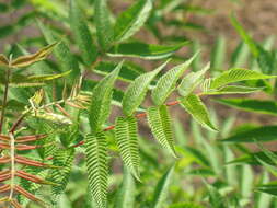 Image of false spiraea