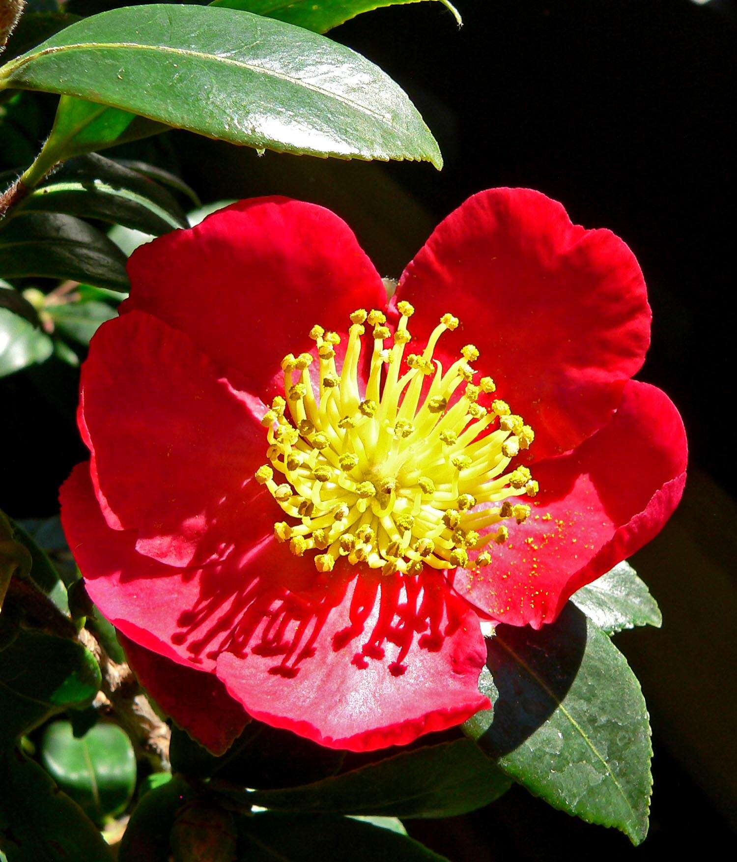 Image of Camellia sasanqua