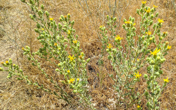 Image of sessileflower false goldenaster