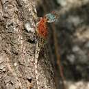 Image of Montane rock agama