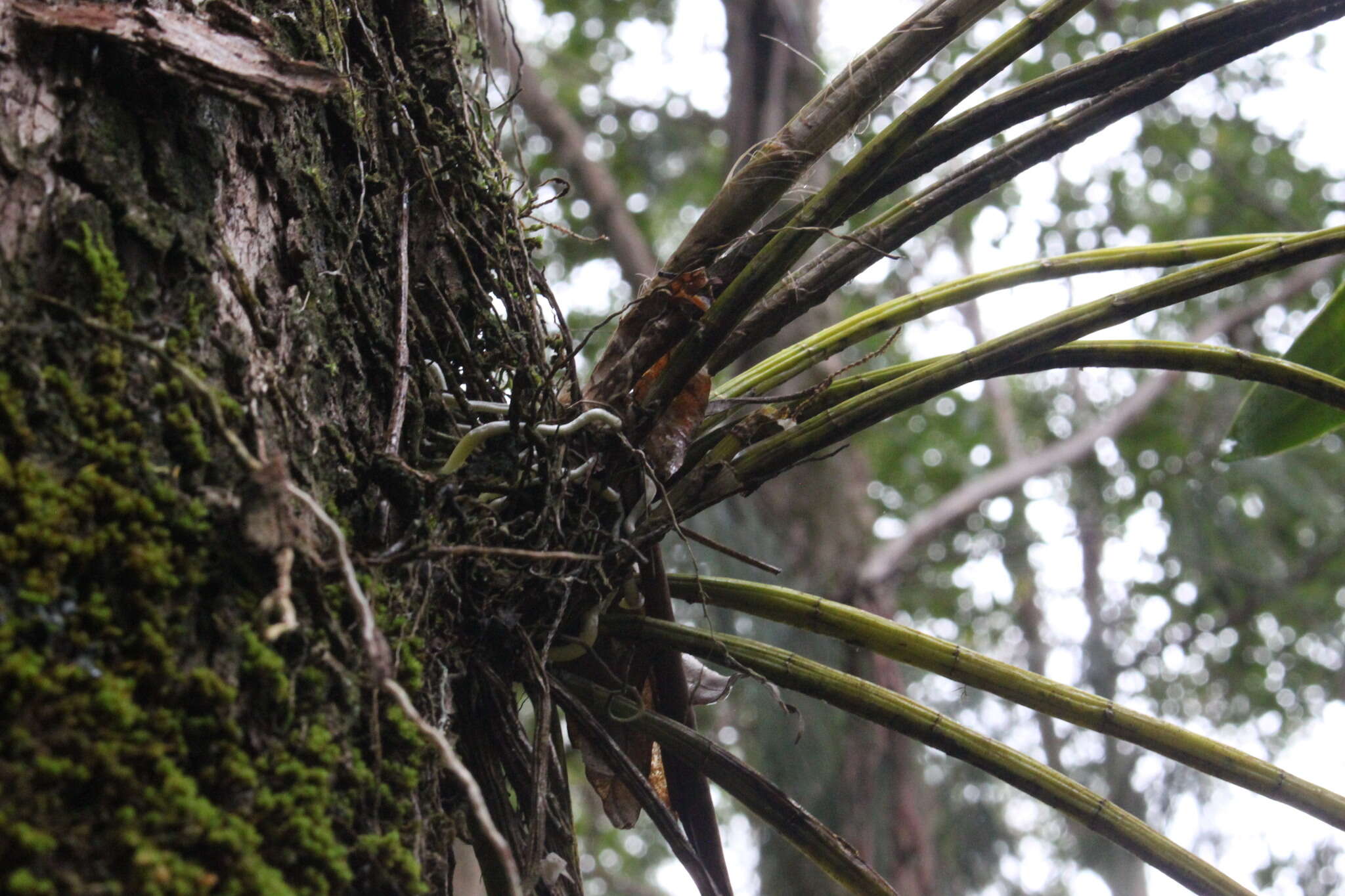 Слика од Dendrobium gracilicaule F. Muell.