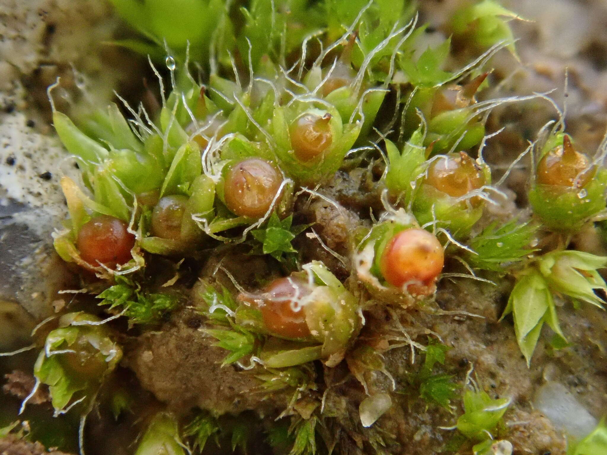 Image of sessile pterygoneurum moss