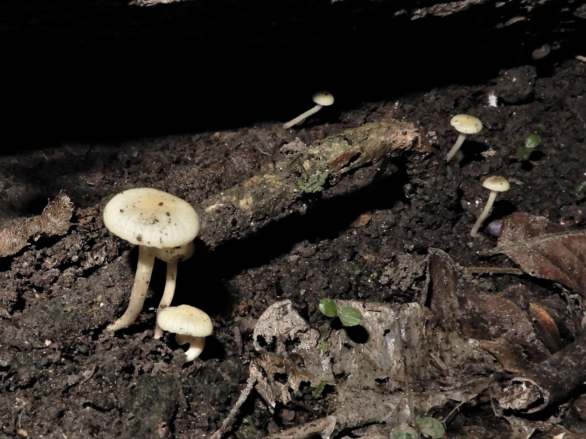 Image of Hygrophorus salmonipes G. Stev. 1963