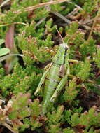 صورة Miramella (Kisella) carinthiaca (Obenberger 1926)