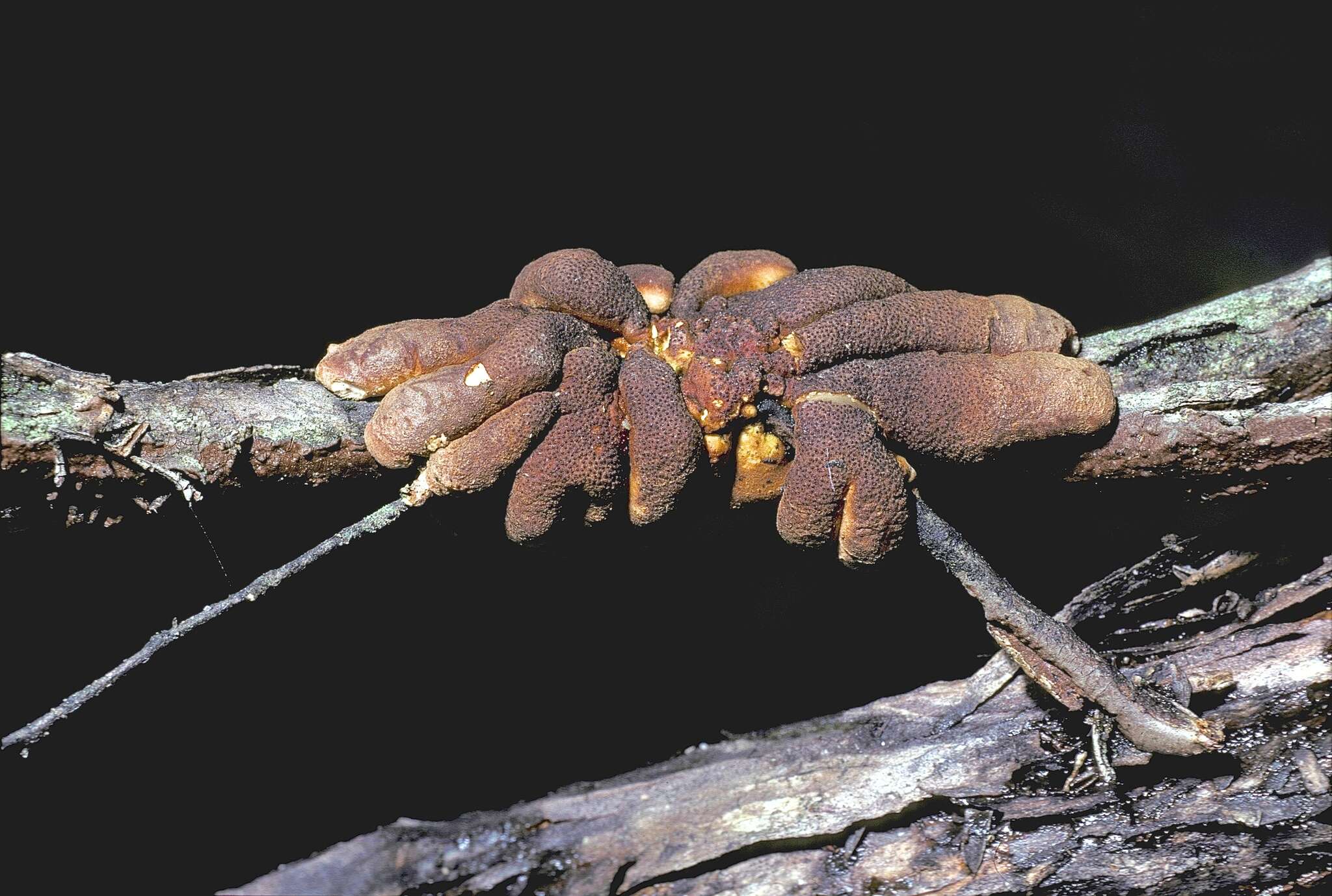 Image of Hypocreopsis amplectens T. W. May & P. R. Johnst. 2007