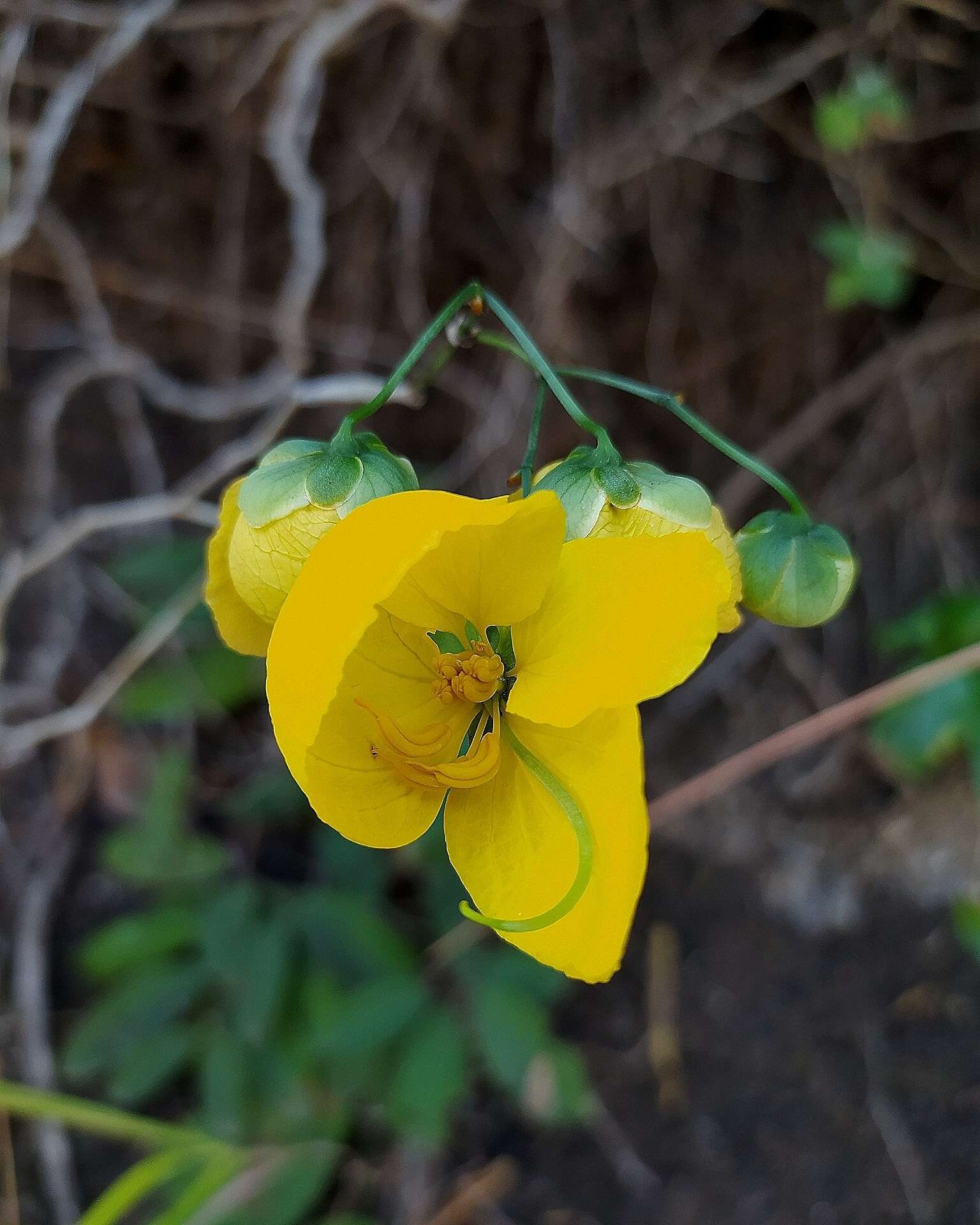 Image of Senna holwayana (Rose) H. S. Irwin & Barneby