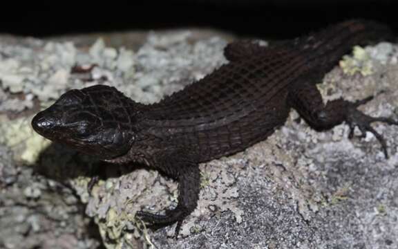 Image of Black girdled lizard