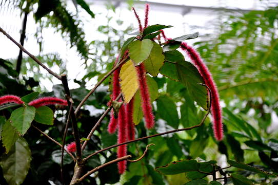 Imagem de Acalypha hispida Burm. fil.