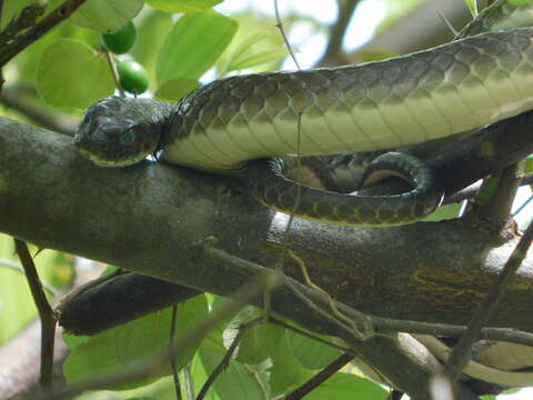 Image of Olive Whip Snake