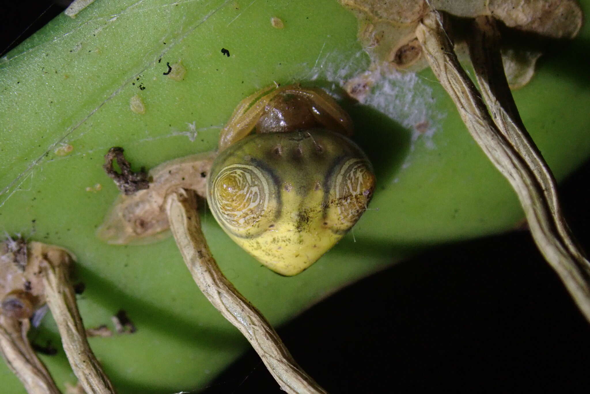 Image of Cyrtarachne inaequalis Thorell 1895