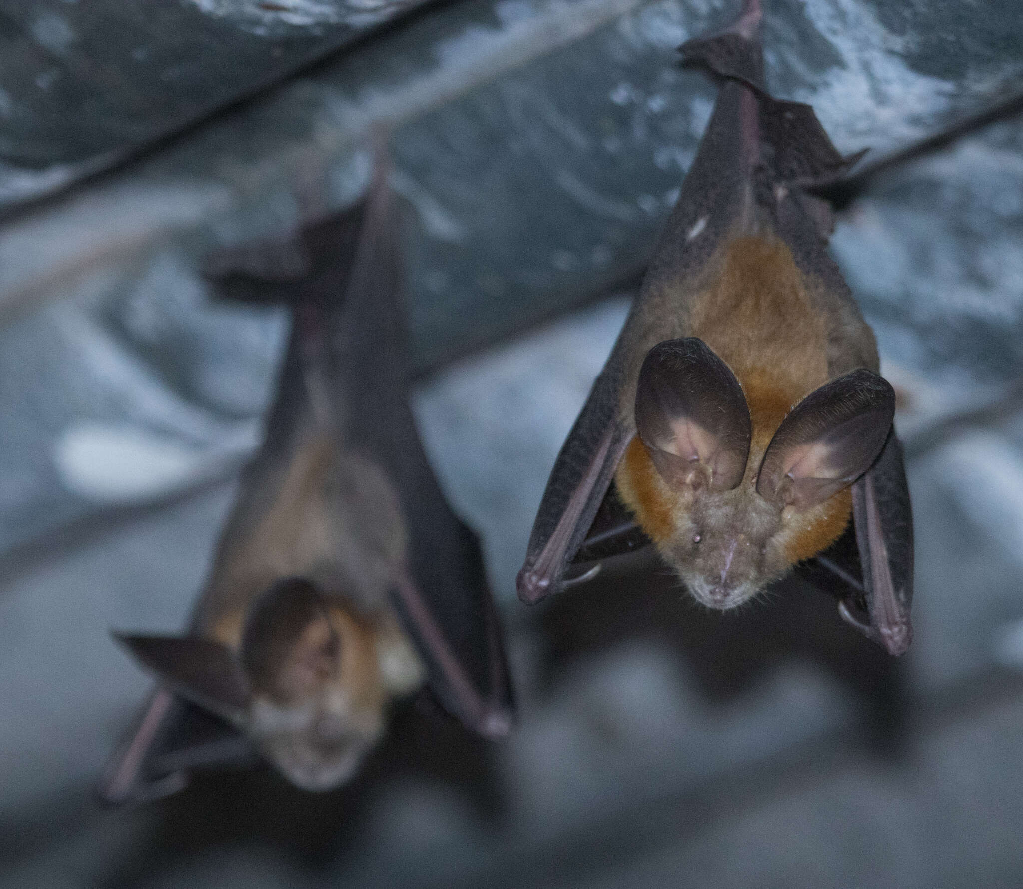 Image of Cape Long-eared Bat