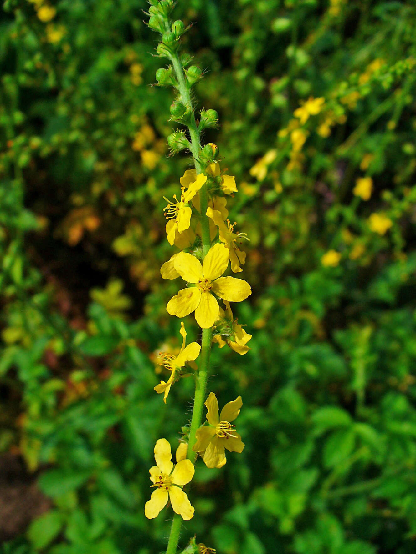 Image of Agrimony