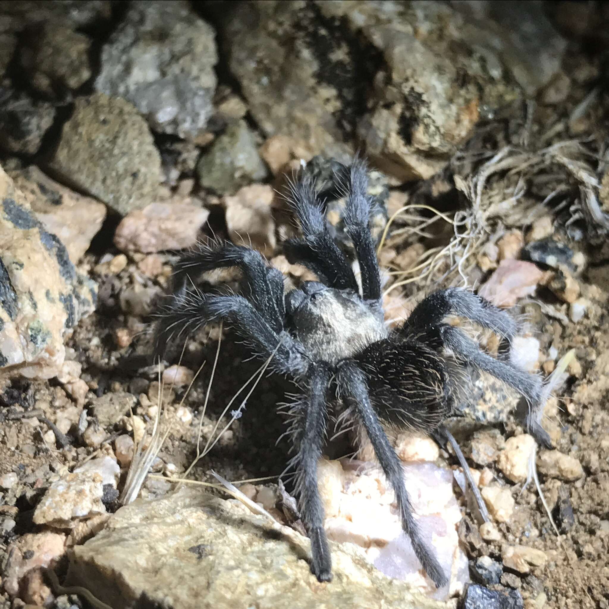 Image of Aphonopelma prenticei Hamilton, Hendrixson & Bond 2016