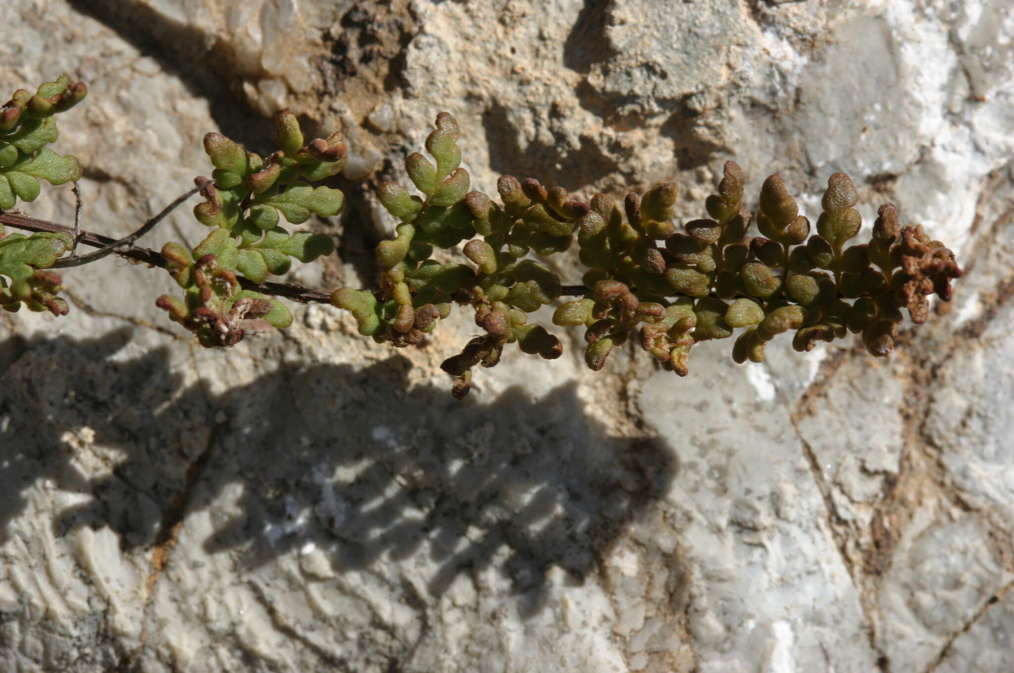 Plancia ëd Oeosporangium pteridioides subsp. acrosticum (Balb.) Fraser-Jenk. & Pariyar