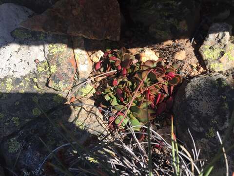 Image of Crassula atropurpurea (Haw.) D. Dietr.