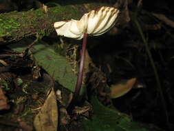 Image of Marasmius berteroi (Lév.) Murrill 1915