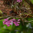 Image of Robiquetia rosea (Lindl.) Garay