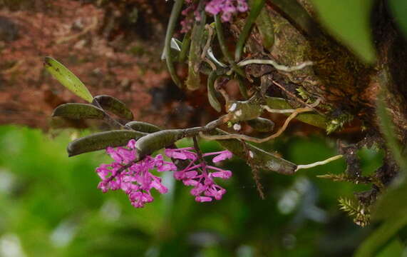 Image de Robiquetia rosea (Lindl.) Garay