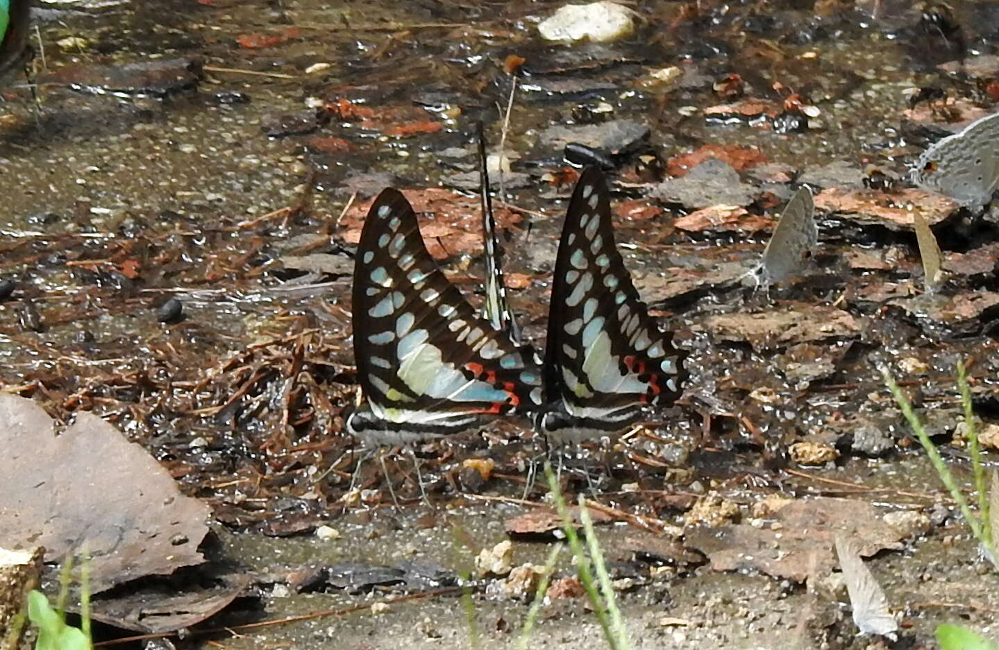 Graphium evemon (Boisduval 1836) resmi