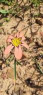 Image of Moraea vallisbelli (Goldblatt) Goldblatt