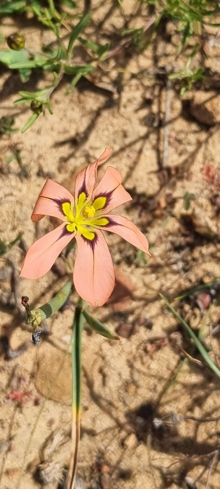 Image of Moraea vallisbelli (Goldblatt) Goldblatt