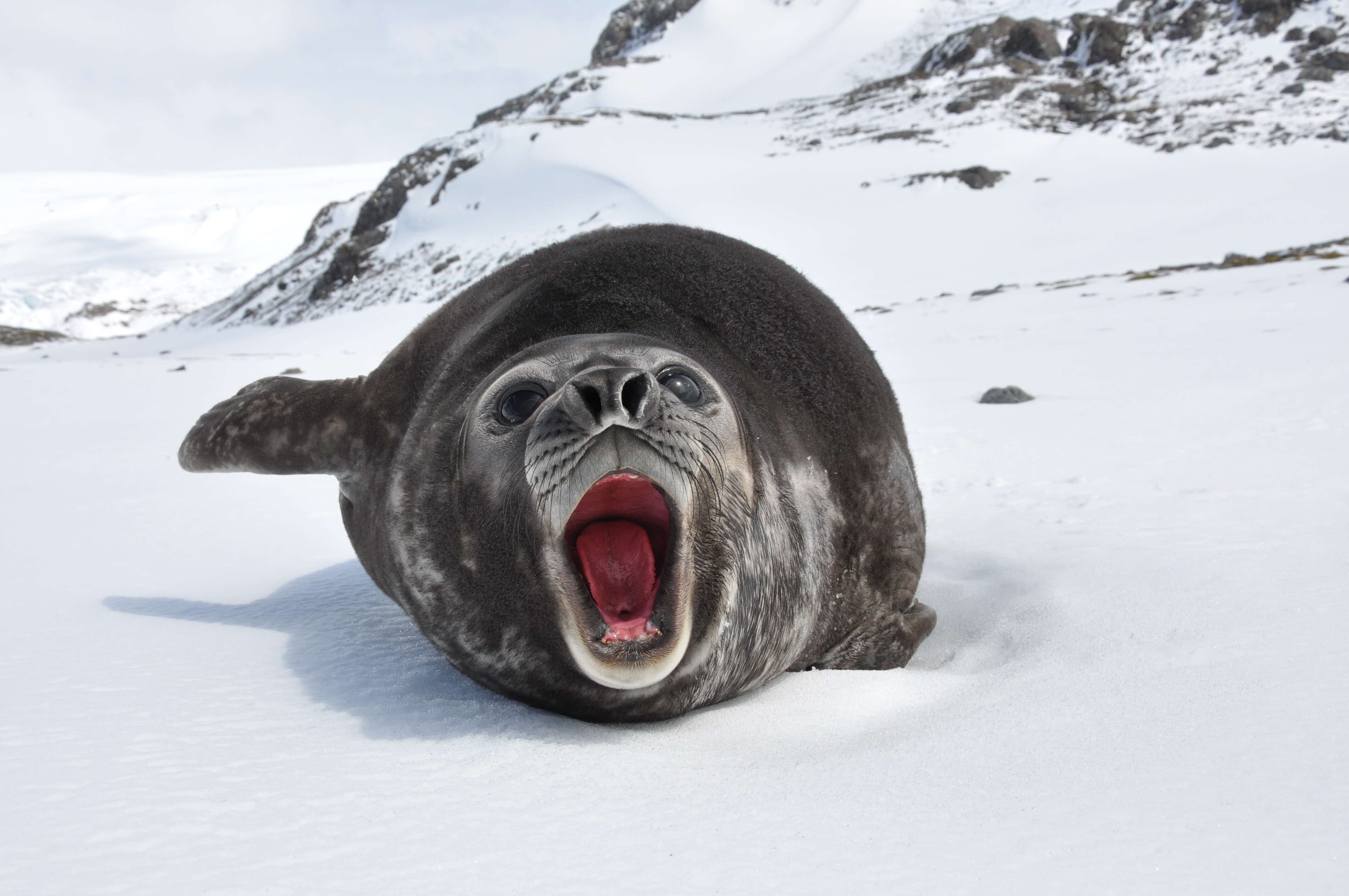 Image of South Atlantic Elephant-seal